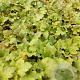 Heuchera 'Marmalade' GM 2,0L