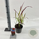 Imperata "Red Baron" 20-25 cm 2,0L