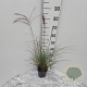 Miscanthus sin. 'Kleine Silbersp.' GM 2,0L