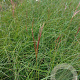 Miscanthus sin. 'Kleine Silbersp.' GM 2,0L