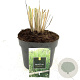 Panicum virgatum 'Northwind' GM 2,0L