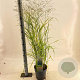 Panicum virgatum 'Prairie Sky' 60-90 cm 6,5L