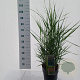 Panicum virgatum 'Prairie Sky' 60-90 cm 6,5L