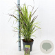 Panicum virgatum 'Squaw' 60-90 cm 6,5L
