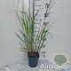 Panicum virgatum 'Squaw' GM 2,0L