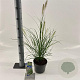 Pennisetum al. 'Hameln' 25-30 cm 2,0L