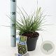 Pennisetum al. 'Little Bunny' 25-30 cm 2,0L
