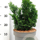 Chamaecyparis o. 'Nana Gracilis' 25-30 cm 5,0L