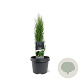 Cupressus semp. 'Totem' 30-40 cm 3,0L