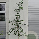 Ginkgo biloba 175-200 cm 7,5L gebonden vertakt
