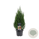 Juniperus chin. 'Stricta' 40-50 cm 3,0L