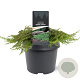 Juniperus comm. 'Green Carpet' 30-40 cm 3,0L