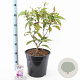 Prunus 'Accolade' 100-120 cm 10L