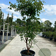 Acer griseum 175-200 cm draadkluit meerstammig