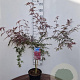 Acer pal. 'Firecracker' 40-50 cm 5,0L