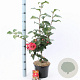 Camellia j. 'Dr King' 60-70 cm 5,0L