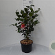 Camellia j. 'Lady Campbell' 60-70 cm 5,0L