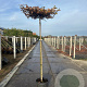 Carpinus betulus 14-16 HO 50L dakvorm 240 vierkant 120x120