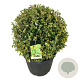 Ligustrum oval. 'Aureum' 80-90 cm cont. 90L bol extra
