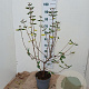 Viburnum burkwoodii 60-70 cm 5,0L