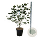 Cornus k. 'Satomi' 125-150 cm 30L extra