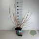 Cornus sang. 'Midwinter Fire' 50-60 cm 35L