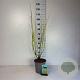 Cornus sericea 'Flaviramea' 60-80 cm cont. 65L