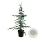 Cedrus l. 'Glauca' 150-175 cm 30L extra