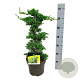Juniperus procumbens 'Nana' 40-50 cm 5,0L