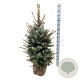 Picea pungens 'Edith' 100-125 cm met kluit extra