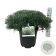 Pinus mugo mugo 50-60 cm 15L