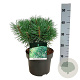 Pinus sylv. Blue Pearl 25-30 cm