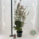 Acer pal. 'Jerre Schwartz' 70-80 cm 10L