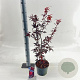 Acer pal. 'Skeeter's Broom' 40-50 cm 3,0L