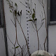 Aesculus parviflora 80-100 cm met kluit 1 tak