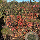 Amelanchier lamarckii 100-125 cm met kluit
