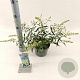 Buddleja Free Petite Snow White 20-25 cm 2,0L