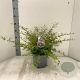 Calliandra surina. 'Dixie Pink' 35-40 cm 5,0L