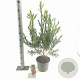 Callistemon rugulosus 40-50 cm 5,0L