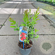Callistemon vimin. Inferno 30-40 cm 2,0L