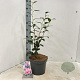 Camellia j. 'William Bartlett' 60-70 cm 5,0L