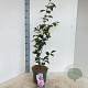 Camellia j. 'William Bartlett' 60-70 cm 5,0L