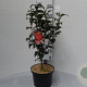 Camellia ret. 'Mary Williams' 60-70 cm 5,0L