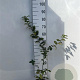 Carpinus betulus 60-80 cm 2,0L