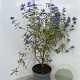 Caryopteris cland. 'Heavenly Blue' 40-60 cm 5,0L