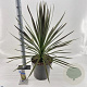 Cordyline aus. 'Chocolate Mint' 70-80 cm 12L