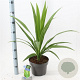 Cordyline aus. Emerald Star 40-50 cm 5,0L