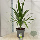 Cordyline aus. Emerald Star 50-60 cm 12L