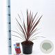 Cordyline aus. 'Red Star' 30-40 cm 3,0L