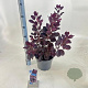 Cotinus cog. 'Royal Purple' 60-80 cm 5,0L
